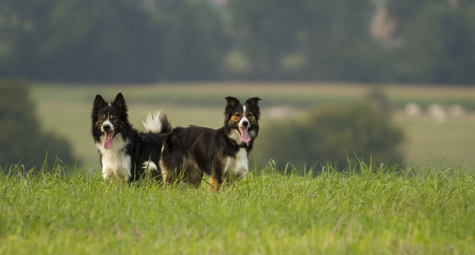Zwei aufmerksame Border Collies, bereit für ihre Arbeit, die Konzentration und Intelligenz widerspiegelt.