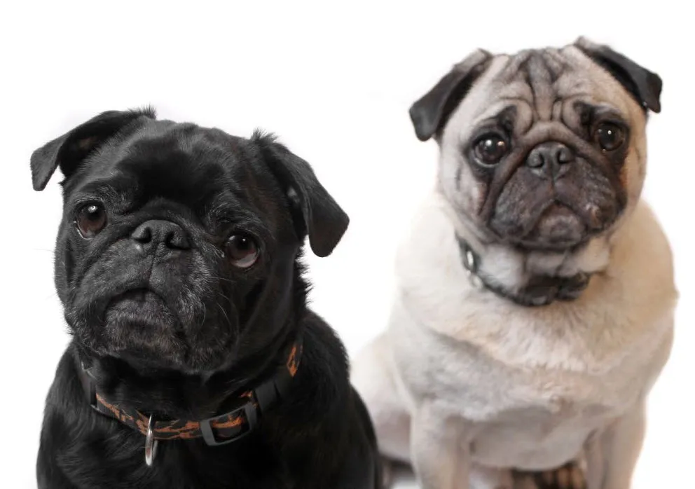 Zwei Mops Welpen in Schwarz und Beige spielen im Gras