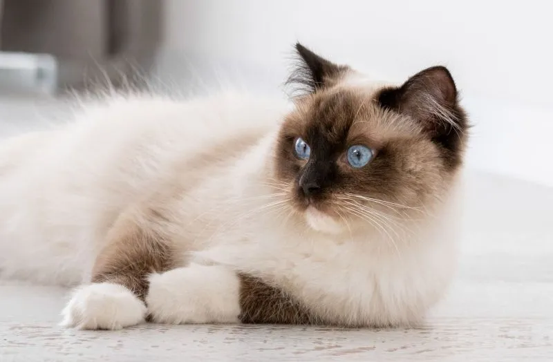 Zwei Ragdoll-Kitten mit flauschigem Fell und blauen Augen kuscheln auf einer weichen Decke.