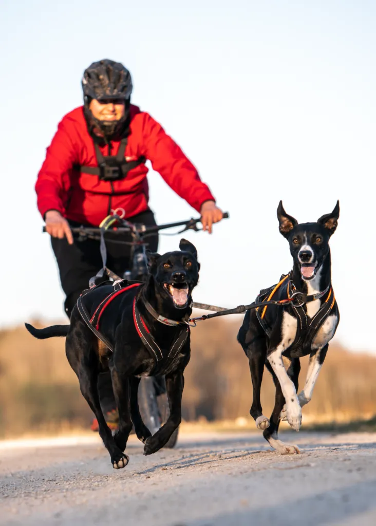 Zwei Zughunde im Xback Active G3 Geschirr ziehen einen Mountainbiker beim Bikejöring
