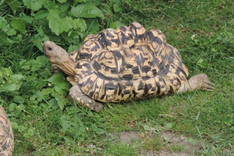 Beispiel einer Pantherschildkröte