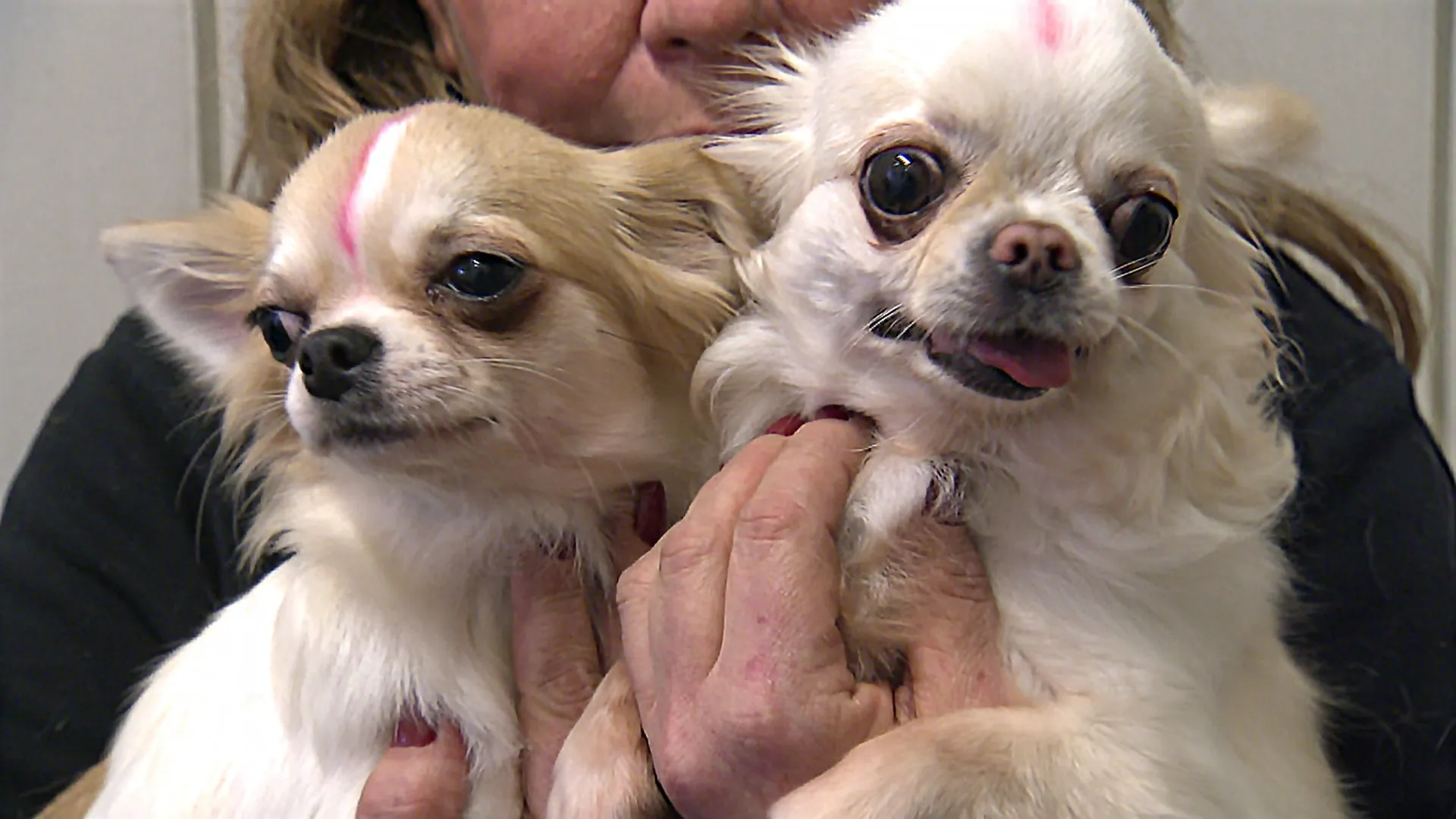 Das Tierheim Stuttgart hat 68 Chihuahuas aufgenommen.