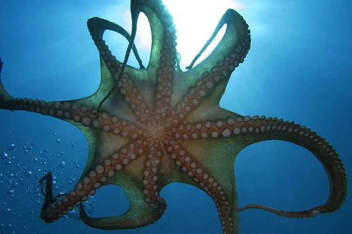 Die acht Arme eines Tintenfisches, besetzt mit Saugnäpfen