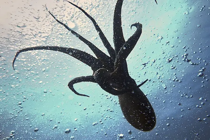 Ein großer Tintenfisch im offenen Meer