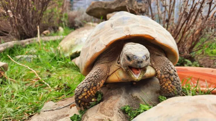 Ein Kind beobachtet aufmerksam eine Landschildkröte in ihrem Gehege