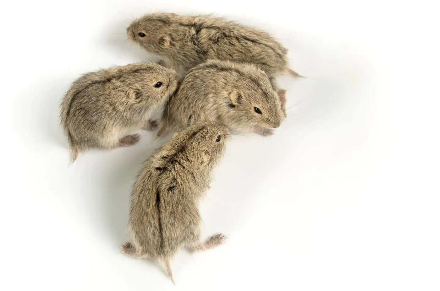 Mehrere Steppenlemminge vor weißem Hintergrund