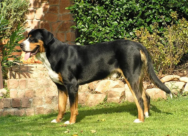 Schweizer Hunderassen - Großer Schweizer Sennenhund
