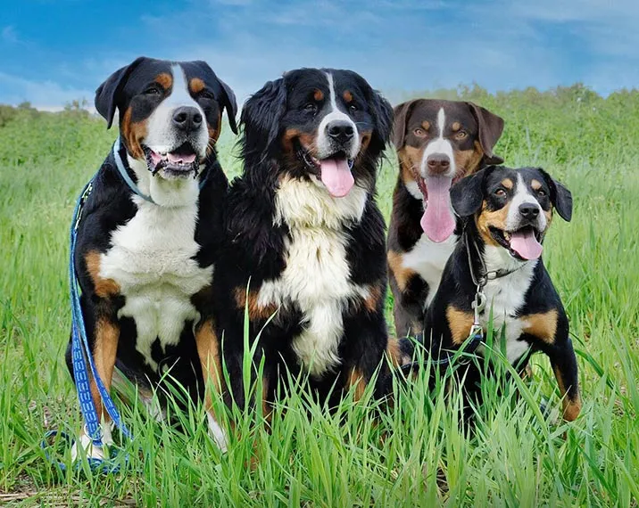 Schweizer Hunderassen - Sennenhunde