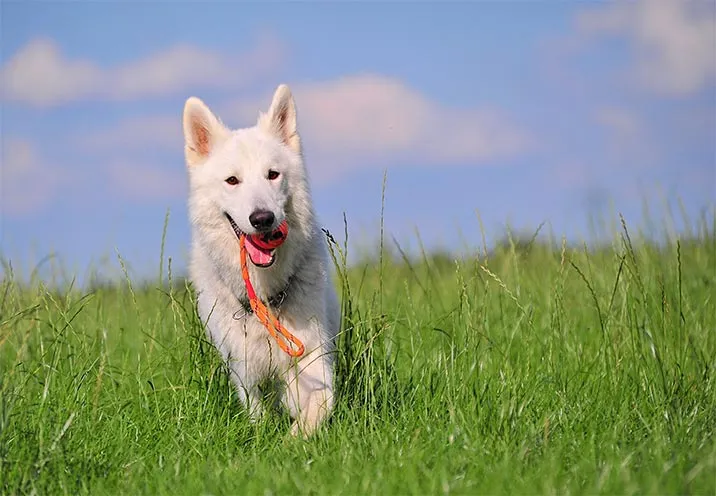Schweizer Hunderassen - Weißer Schweizer Schäferhund