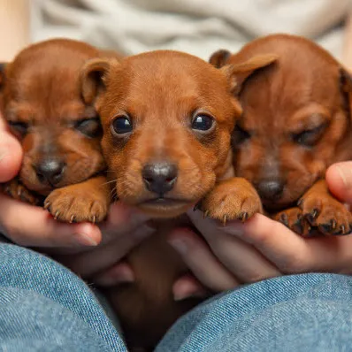 Welpen werden in der Hand gehalten