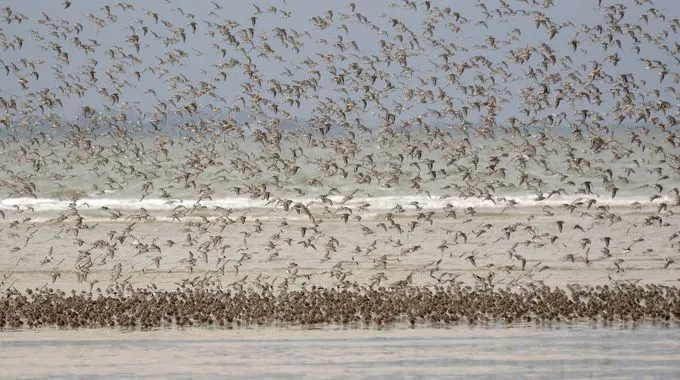 Alpenstrandläufer an der Küste von Langeoog