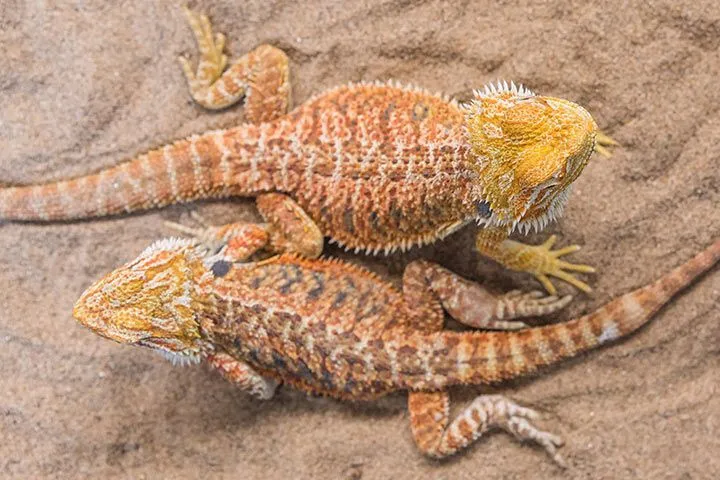 Bartagame im Terrarium