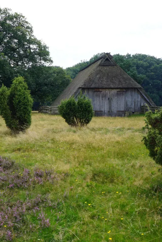 Bienenstöcke in der Lüneburger Heide zwischen blühenden Pflanzen