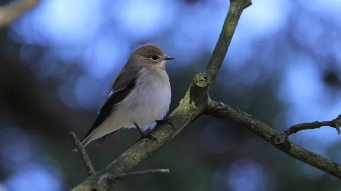 Blick auf die bewaldeten Hügel des Harzes