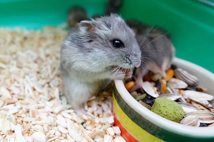 Ein Hamster frisst genüsslich sein Futter in einem Käfig