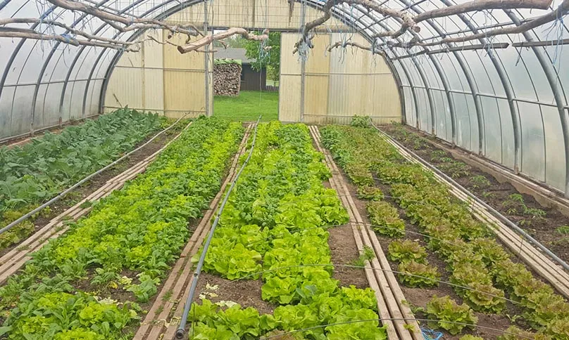 Ein Kind interagiert liebevoll mit einem Tier, was die Naturverbundenheit bei SALEM symbolisiert