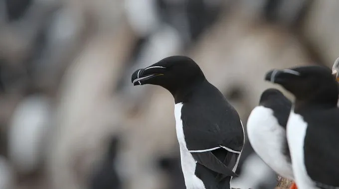 Ein Tordalk im Flug über Helgoland