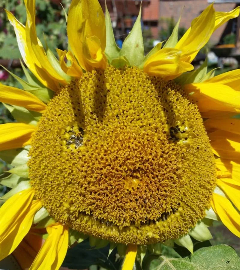 Ein weites Feld bei SALEM-Kovahl, das den ökologischen Anbau und die Naturverbundenheit unterstreicht