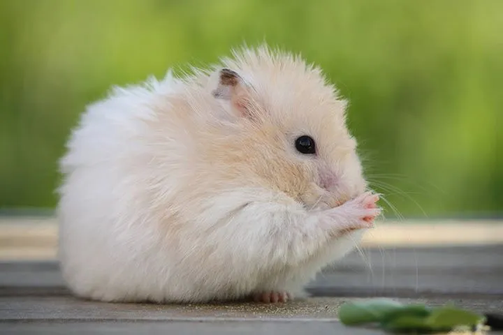 Hamster