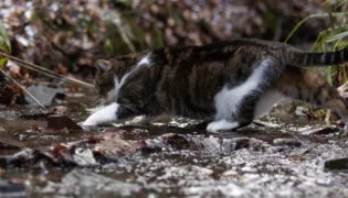Katze läuft vorsichtig durch das Wasser eines kleinen Baches.