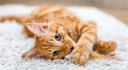 Katze mit einem fragenden Blick