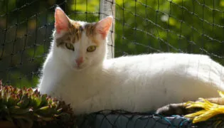 Katze sitzt auf einem katzensicheren Balkon und sonnt sich.