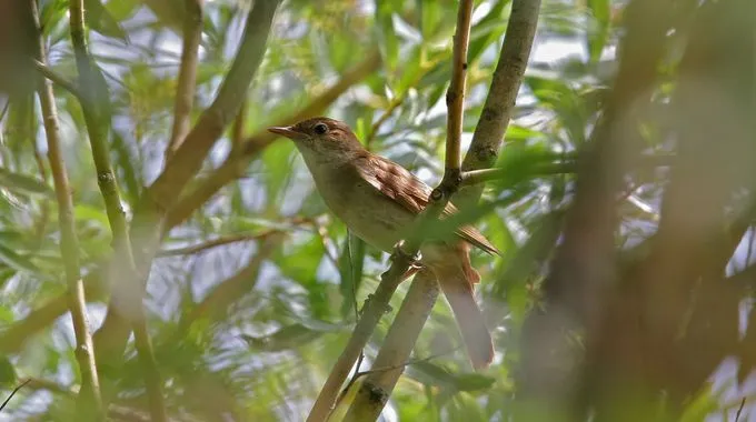Nachtigall singt im grünen Blattwerk