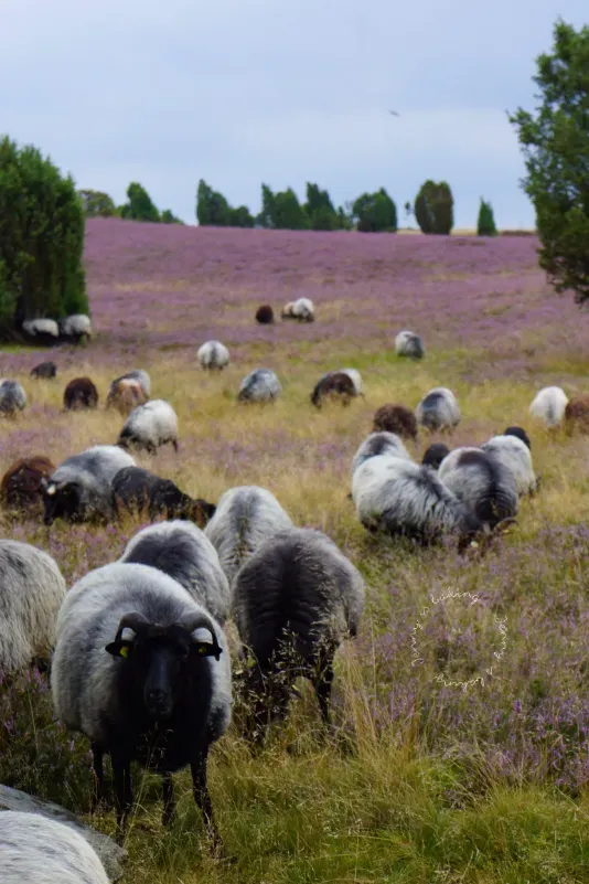 Nahaufnahme von blühender Heide mit einzelnen Pflanzen im Vordergrund