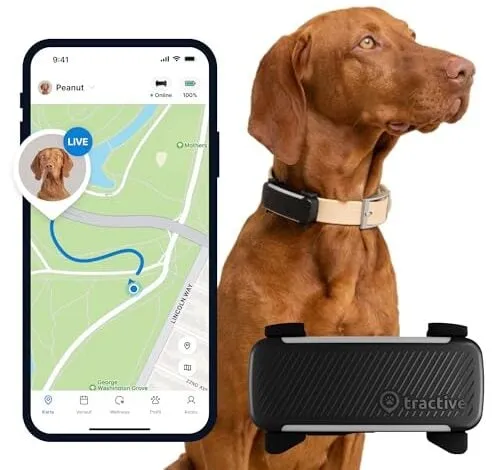 Test GPS-Tracker für Hunde: Tractive DOG 6