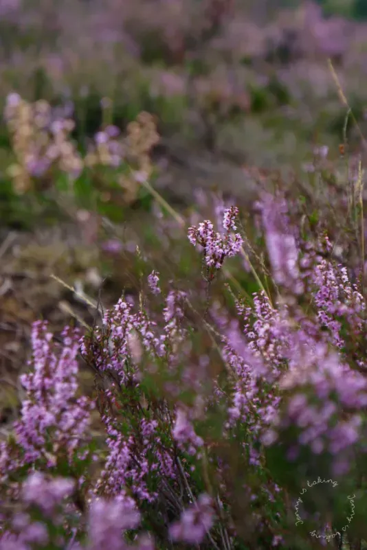 Weitläufige Landschaft der Lüneburger Heide mit blühender Heide