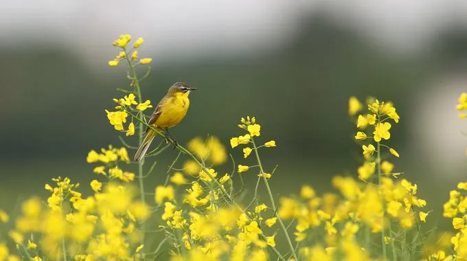 Wiesenschafstelze in den Meißendorfer Teichen