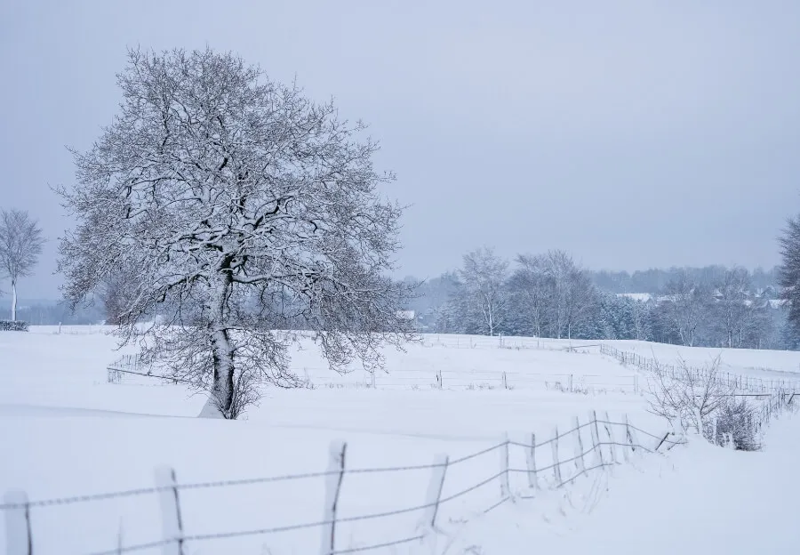 Winterliche Landschaft in der Eifel mit verschneiten Bäumen und Rodelbahn, günstig für einen Skiurlaub im Februar