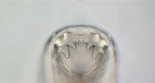 Aufnahme eines Hakenwurms