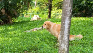 Beiger Hund verrichtet sein Geschäft im Garten hinter einem Baum.