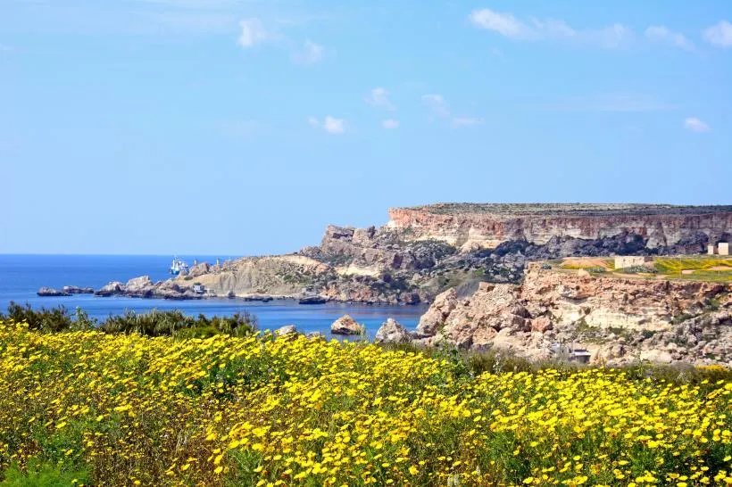 Blumenwiese und Klippen auf Malta im Frühling