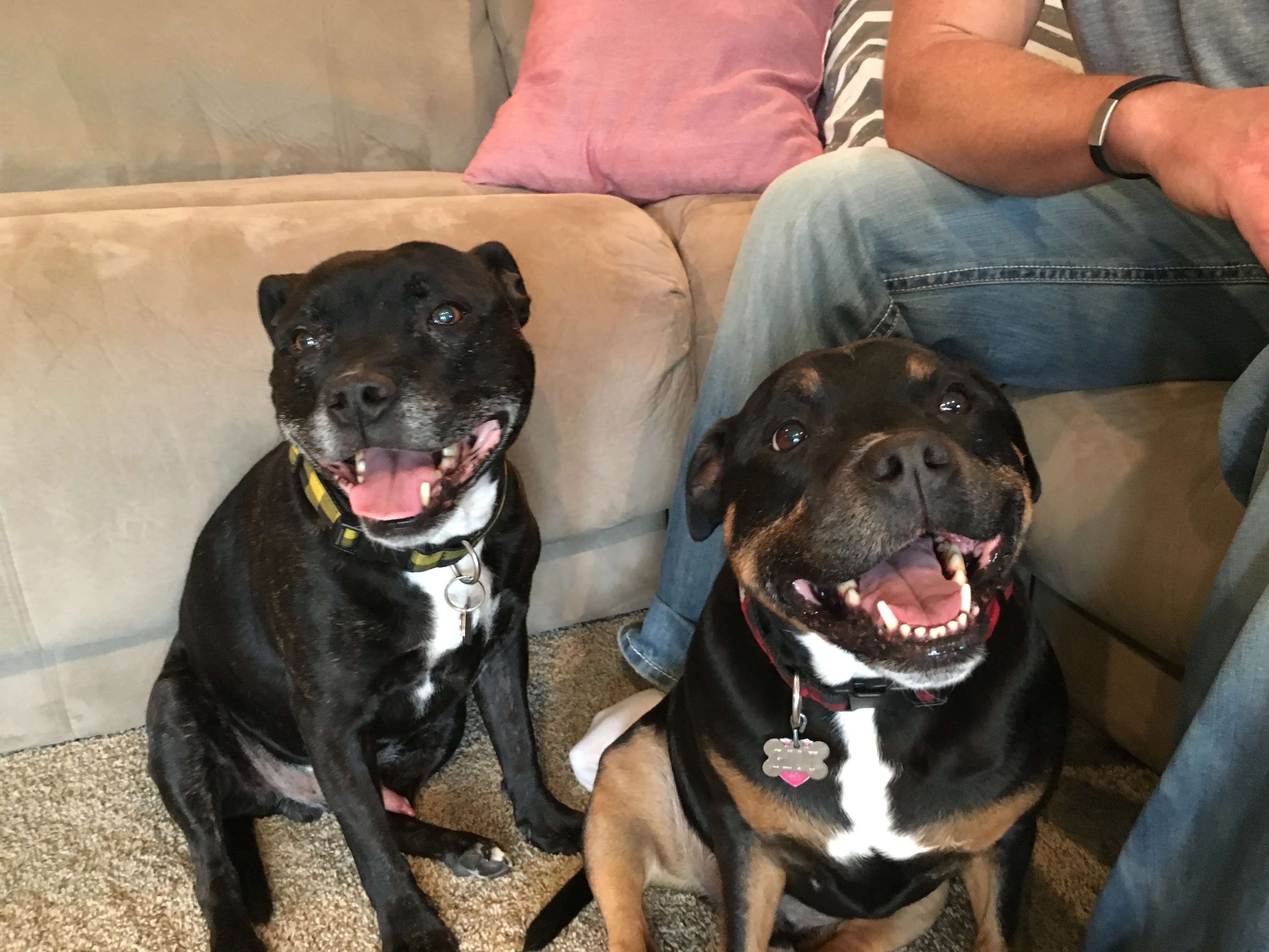 Brick (links) und Riot (rechts), zwei Staffordshire Bullterrier