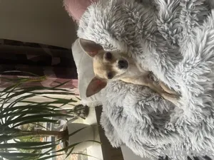 Chihuahua Mix Ella in Elsdorf sucht neue Familie