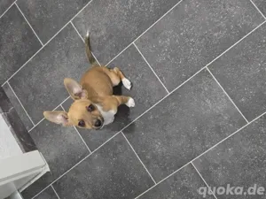 Chihuahua Prager Rattler Mix in Dortmund