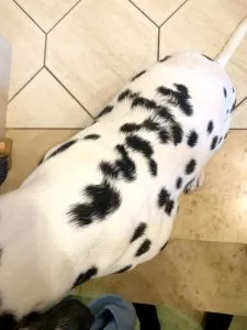 Dalmatiner Langhaarträger mit buschigem Schwanz