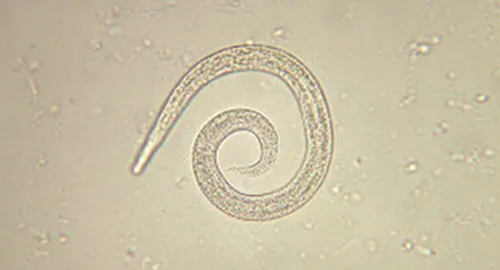 Der Lungenwurm bei Katzen