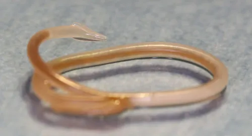 Der Spulwurm Toxocara cati