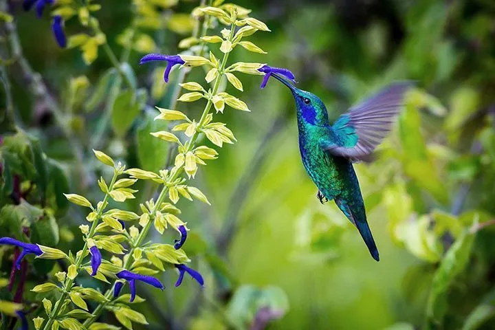 Der Zwergveilchenohr-Kolibri mit seinem schimmernden Gefieder