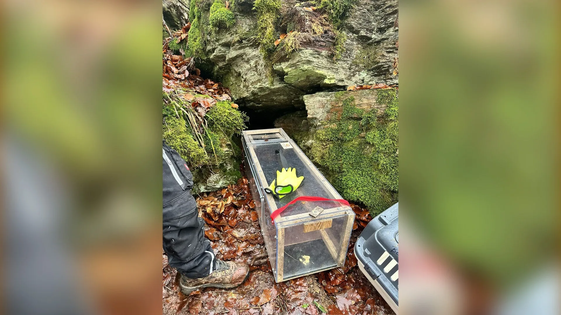 Die Kitten wurden mit Futter angelockt, das in der Falle platziert war.