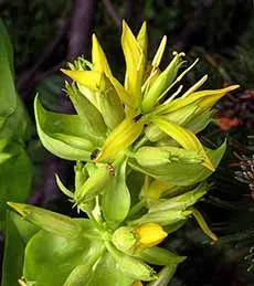 Die leuchtend gelbe Blüte des Gelben Enzians (Gentiana lutea)