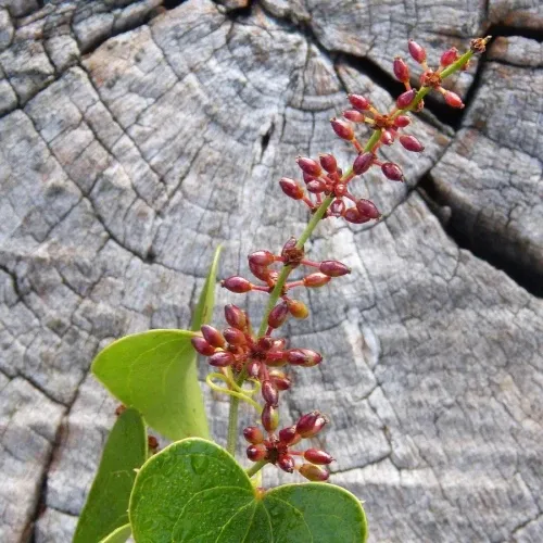 Die Sarsaparilla-Pflanze Smilax aspera