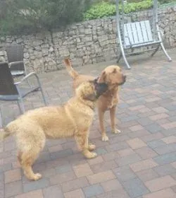 Ein älterer Mensch streichelt einen Hund in einer fürsorglichen Umgebung.