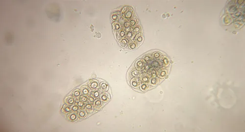 Ein Bandwurm dipylidium caninum unter dem Mikroskop