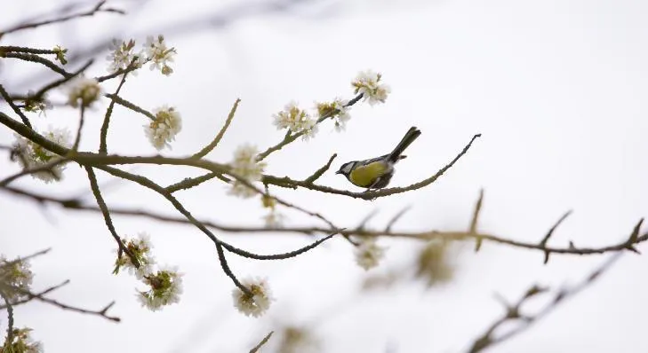 Ein dekoratives Bild mit einem Vogel auf einem Ast, Symbol für Natur und Handwerk