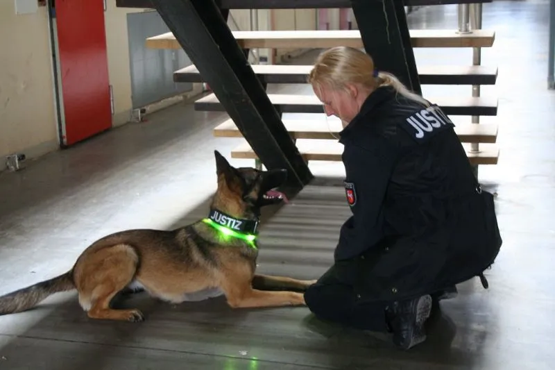 Ein Diensthund der Polizei trägt ein LEUCHTIE Hundeleuchthalsband bei der Arbeit