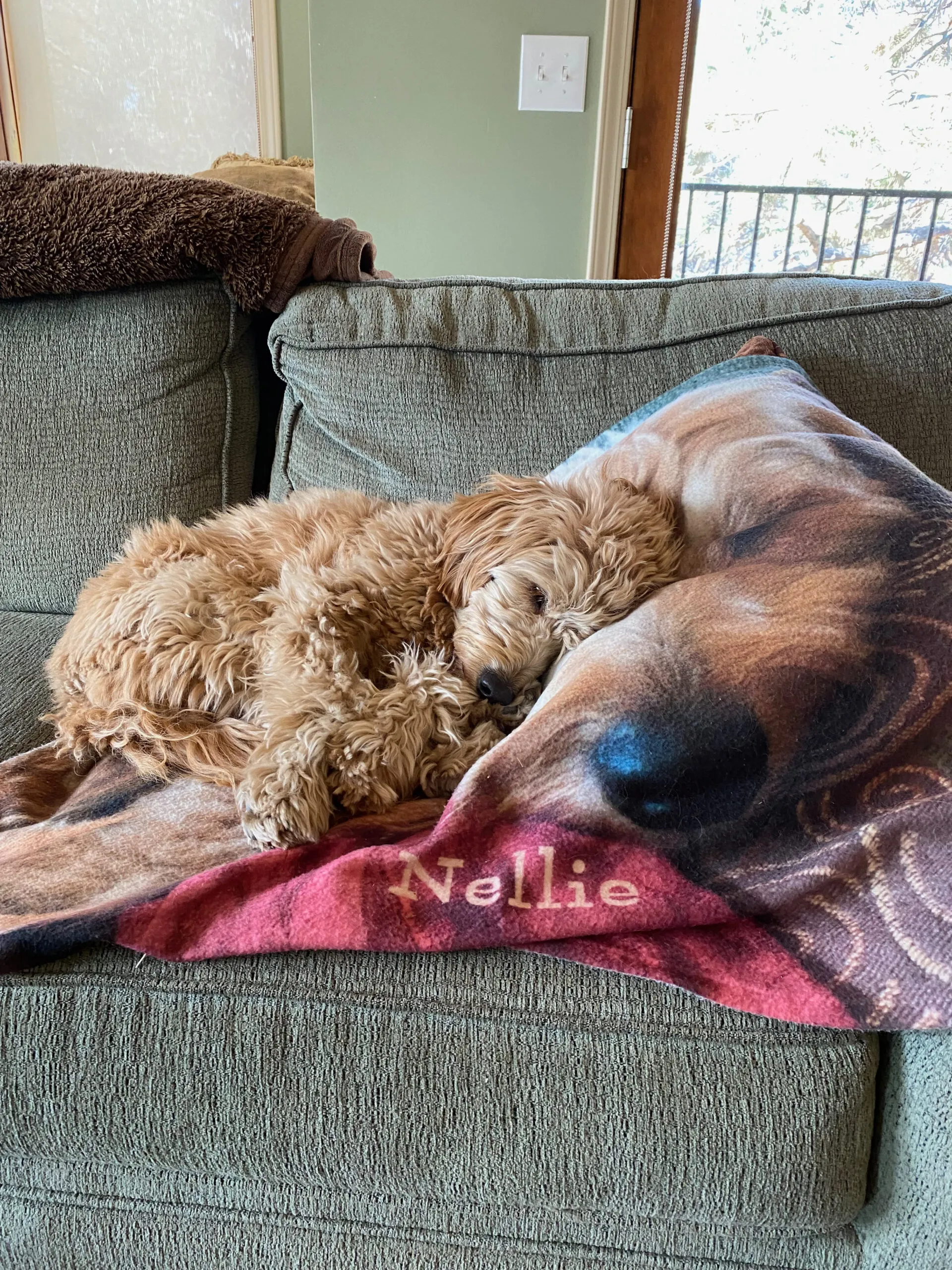 Ein Hund hört seinem Besitzer beim Vorlesen eines Textes aufmerksam zu